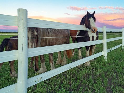 Electric Fence For Cattle, Carlton Landing, Pasture Fencing, Horse Fence, Diy Horse Barn, Horse Corral, Wireless Dog Fence, Horse Fencing, White Fence