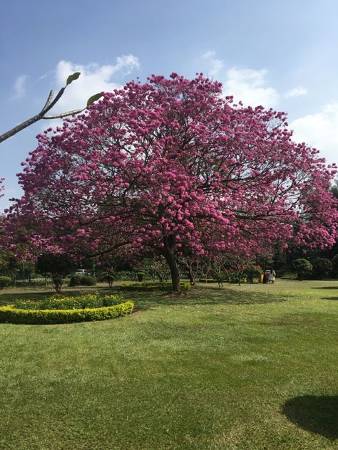 The beautiful pink trumpet tree(tabebuia impetiginosa)  in full bloom at Cubbon Park Bangalore) Bangalore Pink Trees, Cubbon Park Bangalore Aesthetic, Cubbon Park Bangalore, Cubbon Park, Trumpet Tree, Travel Therapy, Butterfly Park, Pink Flowering Trees, Pink Spring Flowers