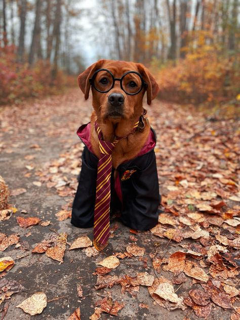 Toddler sized harry potter costume from amazon. Fits medium sized dog (english red lab) perfectly! Harry Potter Dog Costume, Dobby Costume, Hogwarts Costume, Amazon Fits, Dog Photoshoot Pet Photography, Harry Potter Dog, Medium Sized Dog, Cumpleaños Harry Potter, Creative Shots