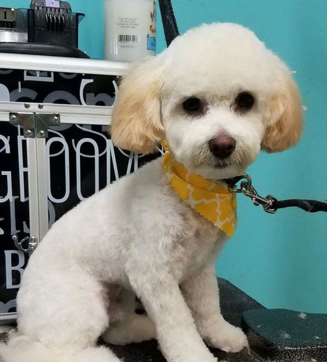 Corte French Poodle, Poodle Summer Cut, Short Poodle Haircut, Mini Poodle Haircut, Poodle Grooming Styles, Miniature Poodle Haircuts, Yorkie Poo Haircut, Cockapoo Grooming, Maltese Dogs Haircuts