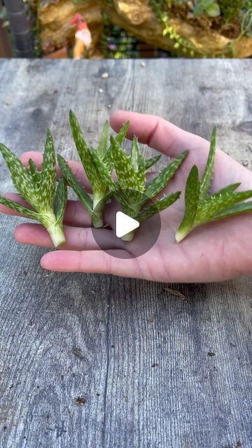 Kayla Munson on Instagram: "Let’s propagate this stunning succulent 🌱 Plant ID: Aloe juvenna" January 12, Succulent Plant, Planting Succulents, Succulent, Let It Be, Plants, On Instagram, Instagram