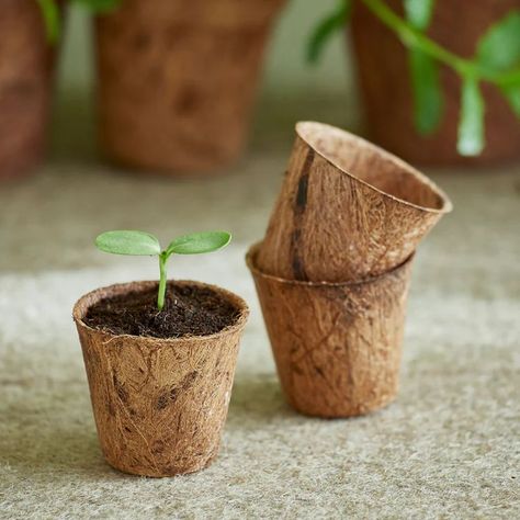 Bamboo In Pots, Coco Coir, Seedling Pots, Egg Carton Crafts, Orchid Color, Seed Starter, Cob House, Art And Craft Videos, Coconut Fiber