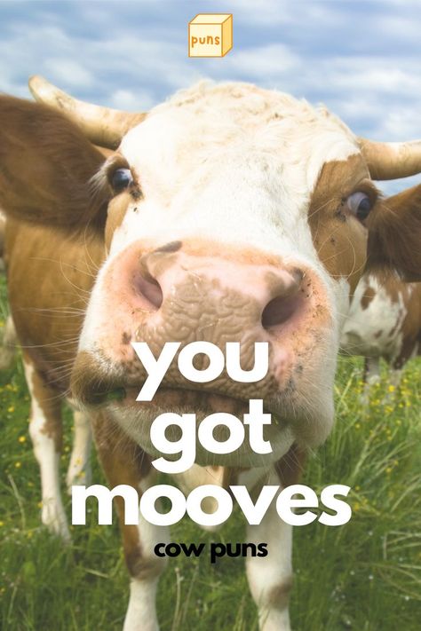 Have you herd of these cow puns? They’re hilariously amoosing and will steer you in a happy mood. Read the best cow puns ever told. Cow Puns, Cow Quotes, Funny Corny Jokes, Happy Cow, Animal Puns, Corny Jokes, Happy Mood, Cows Funny, Cute Cows