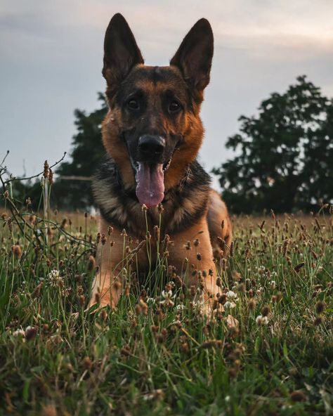 Max, the German Shepherd dog 🐕 . . . . Photo taken by Canon R8 @canonusa Credits to @kolomyyskaya . . . #germanshepherdworld #germanshepred #GermanShepherd #dogfriendly #DogTrainingTips #doglife #dogcontent #dogphoto #GSDofInstagram #GSDCommunity #GSD #WorkingDog German Shep, Gsd Dog, Dog Photo, Forest Photography, German Shepherd Dog, Working Dogs, Dog Training Tips, German Shepherd Dogs, Shepherd Dog