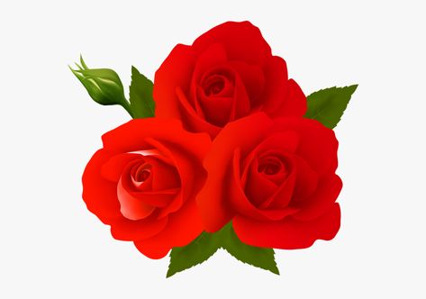 Phool Ka Photo, Gulab Ka Phool, Red Rose Png, Rosé Cartoon, Transparent Wallpaper, Rose Flower Png, Animated Clipart, Rose Flower Photos, Hd Flower Wallpaper