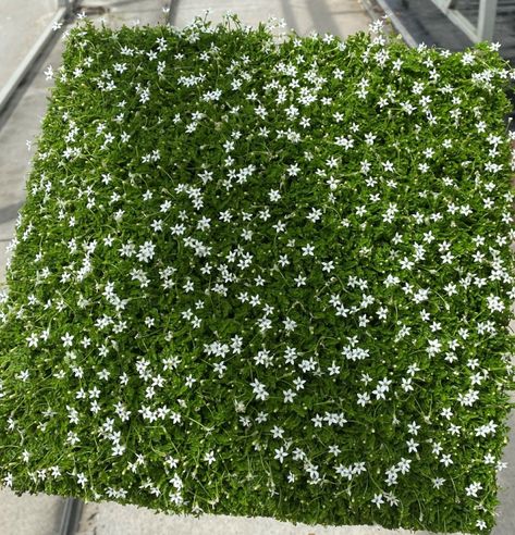 Pratia white star creeper – ground cover for part shade – best ground cover plant! Plant Tiles, Native Ground Cover, Tiles Australia, Best Ground Cover Plants, Low Growing Ground Cover, Part Shade Plants, Garden Mulch, Lawn Alternatives, Outside Pool