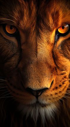 Lion Hd Wallpaper, Lion Facts, Tiger Photography, Lion Eyes, Born To Shine, Wild Animal Wallpaper, Lion Photography, Lions Photos, Hugs And Cuddles