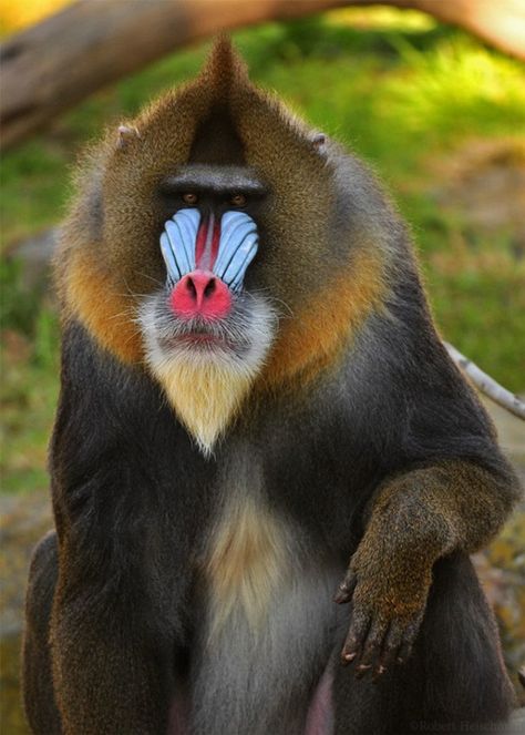 African Creatures, Mandrill Monkey, African Animals Photography, Head Honcho, Ape Monkey, Monkey Pictures, Mandrill, Wild Animals Pictures, Central Africa