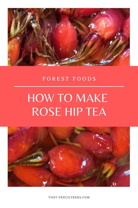 Rose hip tea is a delicious and nutritious way to enjoy these plentiful berries. Follow this simple process and enjoy! Rose Hip Tea Recipes, Rosehip Tea Recipes, Rose Hip Tea Benefits, Rose Hip Recipes, Rose Hips Benefits, Rose Hip Tea, Rosehip Recipes, Healing Tea Recipes, Pine Needle Tea