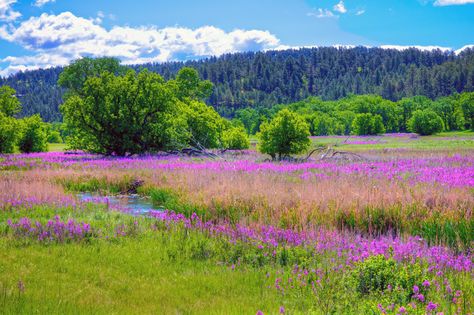 spring scenes | Purple rockets along a creek just east of Custer State Park in late ... Wildflower Gardens, Wildflowers Garden, Spring Scenes, Lovely Landscapes, Spring Scenery, Spring Scene, Custer State Park, Barn Painting, Spring Landscape