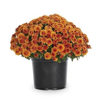 3-Quart Orange Mum in Pot (L5581) in the Annuals department at Lowes.com Orange Chrysanthemum, Potted Mums, Caring For Mums, Planting Mums, Garden Mum, Fall Container Gardens, Fall Mums, Mums Flowers, Full Sun Plants