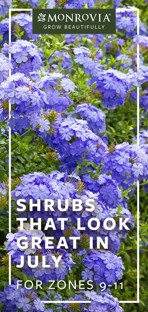 Sit, relax, and enjoy the garden. July is when all of your work last fall and this spring is right there in plain view for you to admire.  Here are shrubs that look great this month for zone 9 - 11. Plants For 9b Zone, Shade Plants For Zone 9, Zone 11 Plants, Blue Shrubs Landscaping, Zone 9 Perennials Garden Ideas, Front Yard Landscaping Ideas For Zone 9, Zone 9 Plants Texas, Zone 9 Perennials Full Sun, Zone 10 Perennials