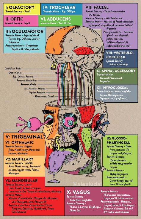 Anatomy Notes, Learn Biology, Medical Sign, Clinical Chemistry, Medical Notes, Medical School Life, Nursing School Motivation, Basic Anatomy And Physiology, Medicine Studies