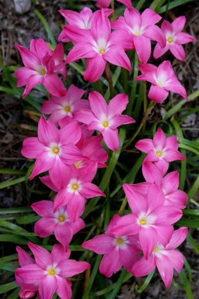 Zephyranthes 'Heart Throb' Fairy Lily, Rain Lily, Heart Throb, Beautiful Flowers Photography, Flower Landscape, Beautiful Flowers Garden, Garden Photography, Beautiful Flowers Pictures, Bulb Flowers