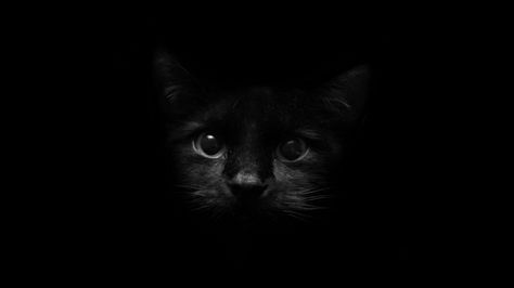 40 Beautiful Wallpapers - black wallpaper. Follow us www.pinterest.com/webneel A Black Cat, A Black, Black Cat, Laptop, Wallpapers, Blue, Black