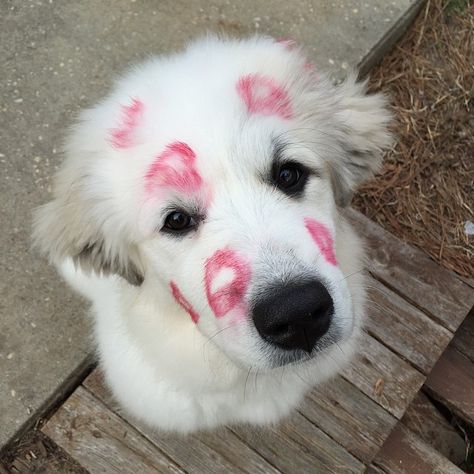 Great Pyrenees are really adorable! Pyranese Mountain Dog, Great Pyrenees Puppy Aesthetic, Cute Great Pyrenees, Great Pyrenees Funny, Pyrenees Puppies, Great Pyrenees Puppy, Pyrenean Mountain Dog, Great Pyrenees Dog, Love My Dog