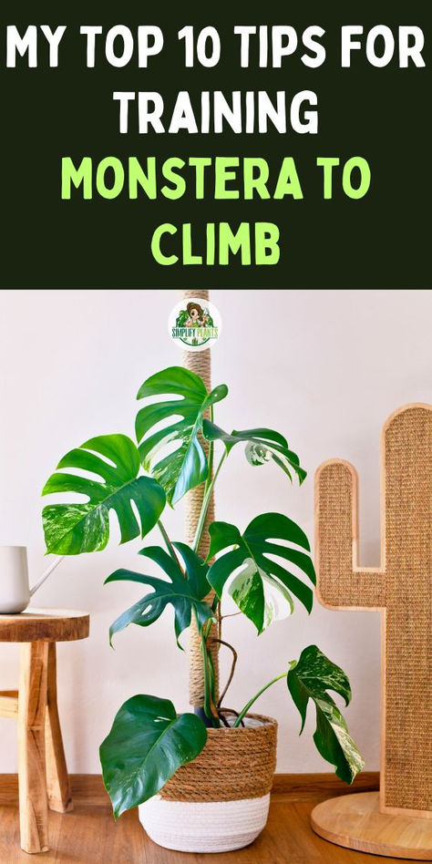 "Unlock the secrets to training your Monstera Deliciosa to climb with our 
comprehensive guide! Discover effective techniques for creating a DIY Coco 
Coir Pole that supports your plant's natural growth. Learn essential 
Monstera care tips for thriving indoor climbing plants, ensuring your 
Monstera pot becomes a stunning focal point in your home. Embrace the 
beauty of climbing Monstera and elevate your indoor garden today! Monstera Climbing Wall, Monstera Support, Monstera Pot, Monstera Deliciosa Care, Monstera Care, Indoor Climbing Plants, Monstera Plant Care, Plant Training, Plants Care