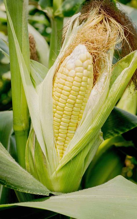 Corn In Garden, Food From Plants, Corn Growing, Growing Sweet Corn, Growing Corn, Ear Of Corn, Plants Vegetables, Organic Pesticide, Corn Salad Recipes