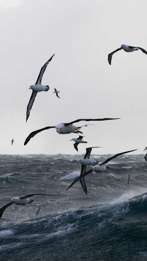 Gulls, sea storm, birds, sea, 1080x1920 wallpaper Albatross Bird Wallpaper, Albatross Wallpaper, Bird Wallpaper Iphone, Bts Wings Wallpaper, Wallpaper Samsung Galaxy, Nest Art, Sea Storm, Wings Wallpaper, Boat Wallpaper