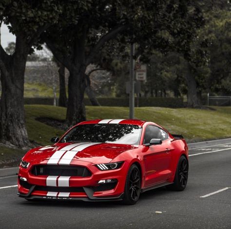 Bad-ass Ford Mustang Shelby GT350 Ford Mustang Shelby Gt350, Gt 350, Mustang Car, Shelby Gt350, Aesthetic Cool, Ford Mustang Shelby, Mustang Shelby, Car Wheels, Car Wallpapers