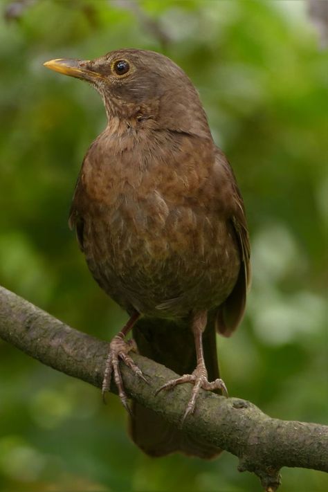 Beautiful brown bird on a greenish tree branch in a green forest. Brown Birds, Brown Bird, Green Bird, Green Forest, Bird Pictures, Brown Aesthetic, Cute Birds, Tree Branch, I Wallpaper