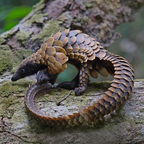 Black-bellied Pangolin (Phataginus tetradactyla) / Pangolin à longue queue / Image by gabonseanbellon (Sean Bellon) from instagram Unique Cute Animals, Animals Full Body Photography, Animal Photo Reference, Pangolin Tattoo, Uncommon Animals, Fast Animals, Newt Animal, Animal Reference Photos, African Pangolin