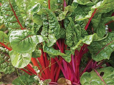 NMSU: When to Harvest Vegetables Swiss Chard Plant, Growing Swiss Chard, Rainbow Swiss Chard, Beta Vulgaris, Rainbow Chard, Edible Landscaping, Garden Guide, Swiss Chard, Herb Seeds