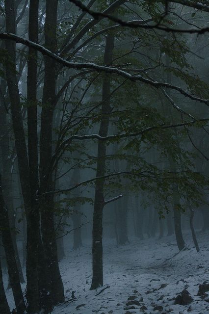 Ethereal Plane, Foggy Forest, Dark Winter, 판타지 아트, Dark Forest, Nature Aesthetic, Enchanted Forest, Winter Scenes, Nature Beauty