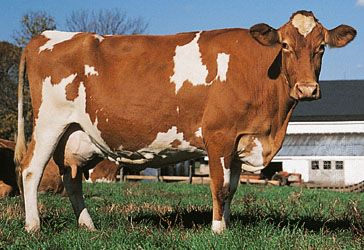 Jersey x guernsey cows | Guernsey cow. Guernsey Cow, Country Cow, Cow Photos, Dairy Cattle, Cow Pictures, Beef Cattle, Cow Calf, Dairy Cows, Dairy Farms