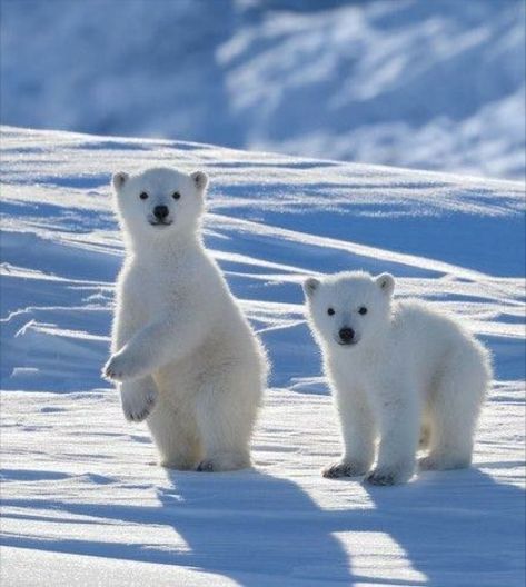 ♔ L'Arctique ♔ The Arctic Polar Bear Images, Baby Polar Bears, Cute Polar Bear, Bear Pictures, Winter Animals, Bear Cubs, Cute Wild Animals, Polar Bears, Cute Animal Pictures