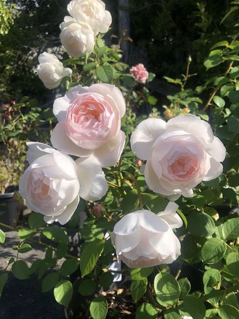 David Austin Roses | Desdemona. Rose Desdemona, Desdemona Rose, Austin Garden, David Austin Roses, David Austin, Austin, Roses, Nature