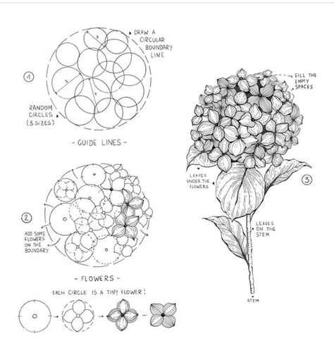 Botanical Line Drawing, Flower Drawing Tutorials, Flower Art Drawing, Flower Sketches, Floral Drawing, 수채화 그림, Plant Drawing, Trik Fotografi, Flower Doodles