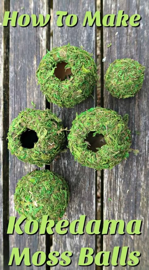 How To Make Super Easy Kokedama Moss Balls • Craft Invaders Polynesian Garden Ideas, Moss Planter Ideas, Houseplant Room, Plants Preschool, Moss Projects, Moss Artwork, Mini Cactus Plants, Kokedama Diy, Creative Planters