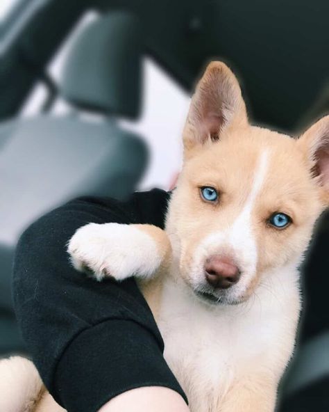 Pitbull Husky mix puppy on hands Husky Pitbull Mix, Pitsky Puppy, Corgi Mix Puppies, Husky Pitbull, Pitbull Husky, Pitbull Mix Puppies, Pitbull Dog Puppy, Puppy Black, Goofy Smile