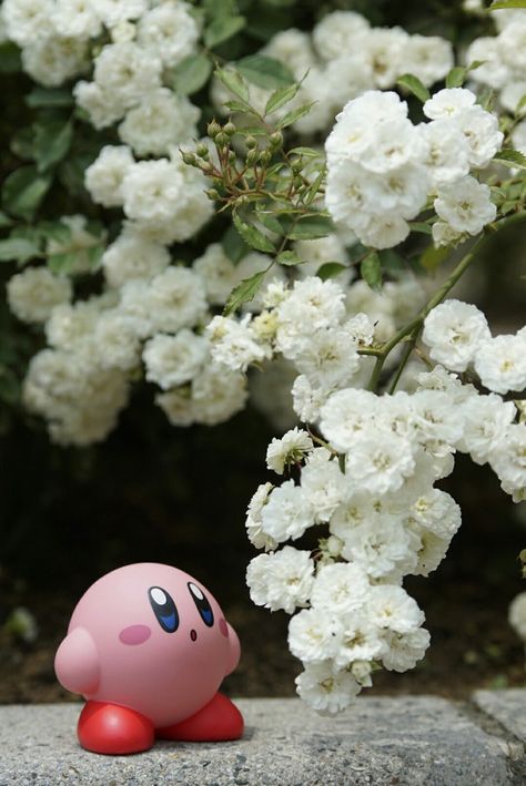 Kirby Wedding, Blue Velvet Cakes, Velvet Cakes, Kirby Games, Kirby Stuff, Kirby Character, Kirby Art, Cat Playing, Clay Ideas