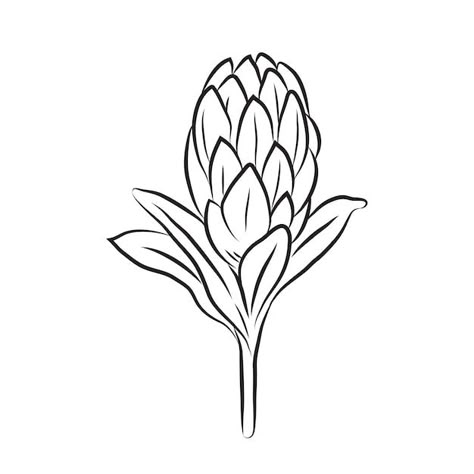 Protea Stencil Templates, Fine Line Protea Tattoo, Handrawn Flower, Protea Stencil, Protea Flower Drawing, Protea Line Drawing, Wildflower Line Drawing, Spring Elements, African Drawings