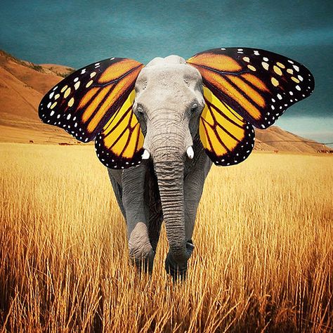 These Inspiring Surreal Photos By Instagrammer Nois7 Will Brighten Your Day | Bored Panda Happy Elephant, Surreal Photos, Seni Cat Air, Surrealism Photography, Elephant Art, Foto Art, An Elephant, A Butterfly, Surreal Art