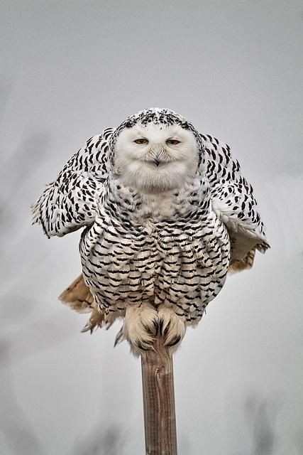 Awesome Owls, Owl Photos, Owl Pictures, Beautiful Owl, Owl Bird, Snowy Owl, Owl Art, Pretty Birds, Little Birds