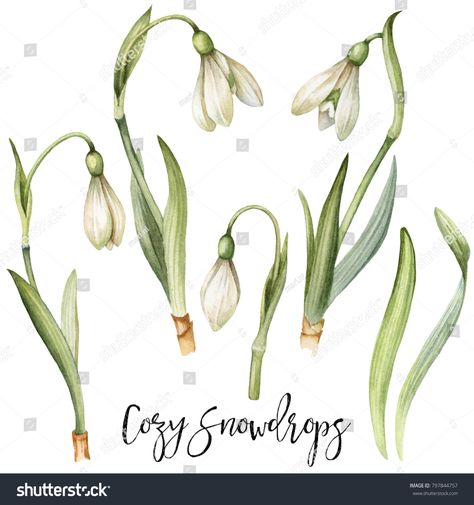 Hand Painted Watercolor Snowdrops Botanical Illustration Stock Illustration 797844757 Birthday Month Flowers, First Flowers Of Spring, Wildflower Drawing, Happy Easter Greetings, Botanical Painting, Botanical Drawings, Styl Vintage, Botanical Illustration, Botanical Art