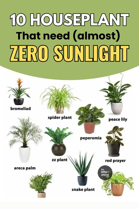 Here are 10 Indoor Plants Zero Light Indoor Plants, Plants That Dont Need Sunlight, Zero Sunlight Indoor Plants, Bathroom Plants No Sunlight, Indoor Plants Low Light, Easy Care Houseplants, Peperomia Plant, Gardening Hacks, Easy Care Plants