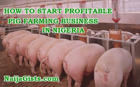 Pigsty Design, Pig Farming Design, Pig Rearing, Chicken Business, Cattle Rearing, Farm Structures, Lucrative Business Ideas, Poultry Farm Design, Meditation Ideas