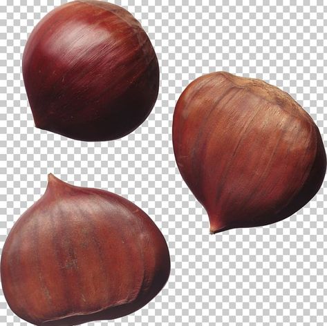 Sweet Chestnut Tree, Walnut Fruit, Sweet Chestnut, English Walnut, Realistic Sketch, Remove Bg, Chestnut Trees, Free Fruit, Nuts & Seeds