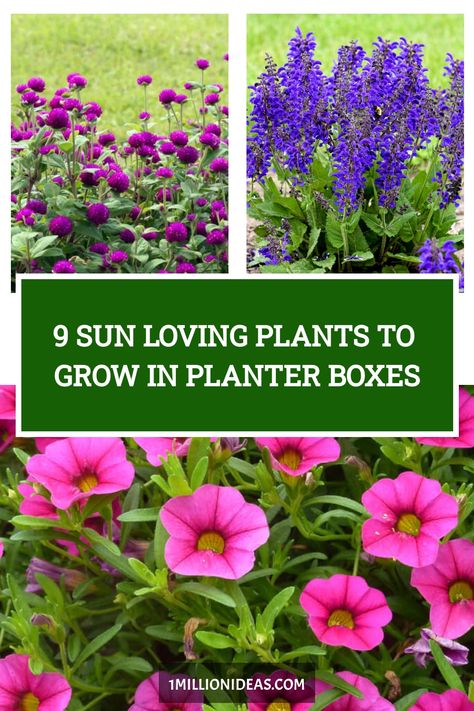 Although you have the beautiful spot for planter boxes, it’s in full sun, which makes your plants would be wilted due to… Flower Box Planting Ideas, Window Box Plants Full Sun, Flowers For Deck Railing Planters, Full Sun Patio Planter Ideas, Window Box Full Sun, Tropical Window Boxes, Full Sun Porch Planter Ideas, Planter Box Plants Outdoor, Flowers For Window Boxes Full Sun