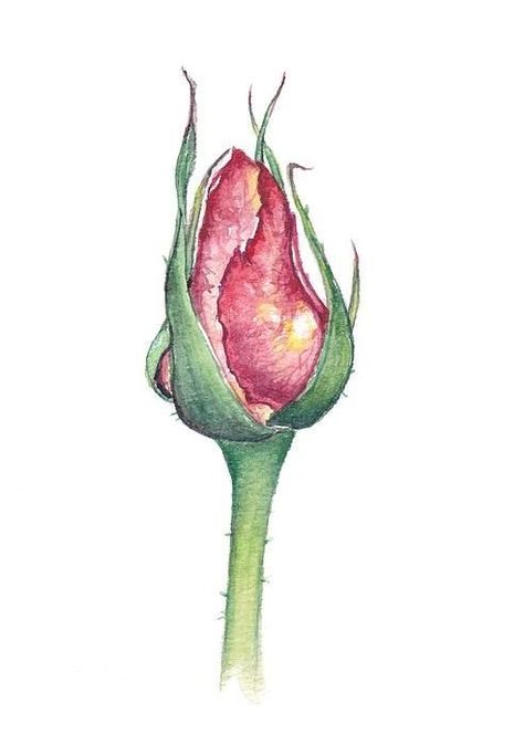 Rose Bud Painting, Bud Painting, Painting On Fabric, Loose Watercolor Paintings, Roses Drawing, Floral Drawing, Watercolor Flower Art, Rose Bud, Watercolor Flowers Paintings