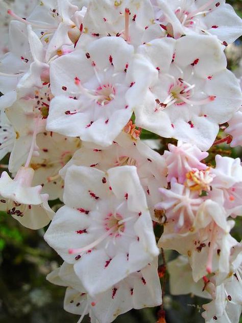 . Mountain Laurel, Unusual Flowers, Unique Flowers, Ranunculus, Exotic Flowers, Flower Beauty, Beautiful Blooms, Ikebana, Plant Life