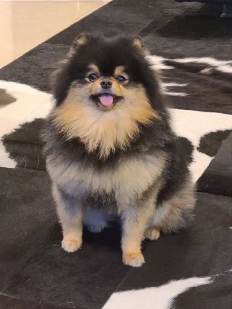 Yeontan Pictures, Bts Dogs, Daegu, V Taehyung, Small Dog, Doberman, 귀여운 동물, Foto Bts, Bts Photo