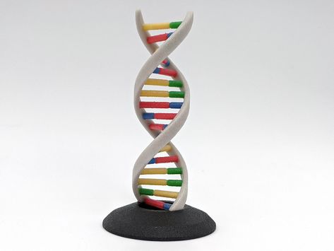 DNA Helix model to inspire those who are interested in biology, genetics or science in general.  DNA or Deoxyribonucleic acid is the blueprint of all life on earth as we know it. Each rung or base pair is part of the instructions that describe how all organisms look and function. A very interesting subject and the foundation of genetics. I personally designed every aspect of the model then send it to a 3D printing partner. My design is made by dispensing a binder agent to select areas of a sands Dna Helix Art, Dna Model Project, Dna 3d, Biology Genetics, Dna Helix, Stem Students, Biology Projects, Model Display, Biology Science