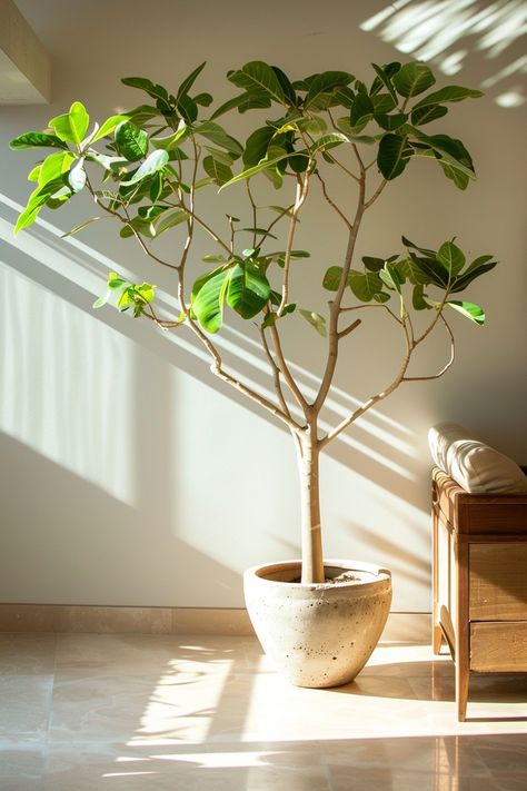 15 Best Indoor Plants That'll Give You An Instant Green Thumb Statement Indoor Plants, Large Indoor Plants Decor, Wabi Sabi Indoor Plants, Easy Indoor Trees House Plants, Ficus Indoor Plant, Best Indoor Trees Houseplant, Japanese Indoor Plants, Best Indoor Plants For Beginners, Indoor Plants For Beginners