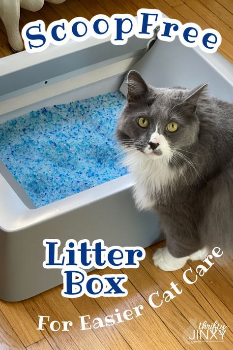 ScoopFree Self-Cleaning Litter Box Cat Video Funny, Cute Cat Video, Funny Animals Videos, Katt Grejer, Self Cleaning Litter Box, Cleaning Litter Box, Funny Kitty, Animals Funny