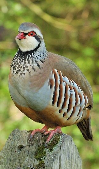 Red-legged Partridge Photo Animaliere, Bird Sitting, Kinds Of Birds, Game Birds, Bird Pictures, Exotic Birds, Partridge, Pretty Birds, Bird Photo